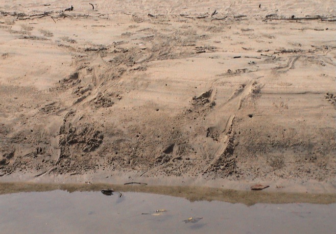 Panama Pearl Islands Croc Tracks.JPG (161960 bytes)